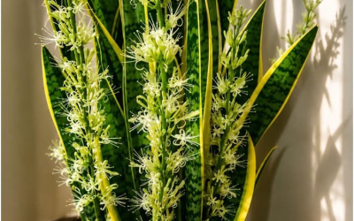 Wenden Sie diese einfache Flüssigkeit auf Ihre Sansevieria an und beobachten Sie, wie die Pflanze gesund wächst und schön bleibt.
