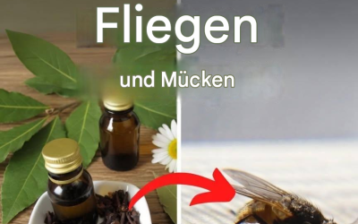 Stellen Sie das in Ihr Haus und Sie werden nie wieder Fliegen oder Mücken sehen.