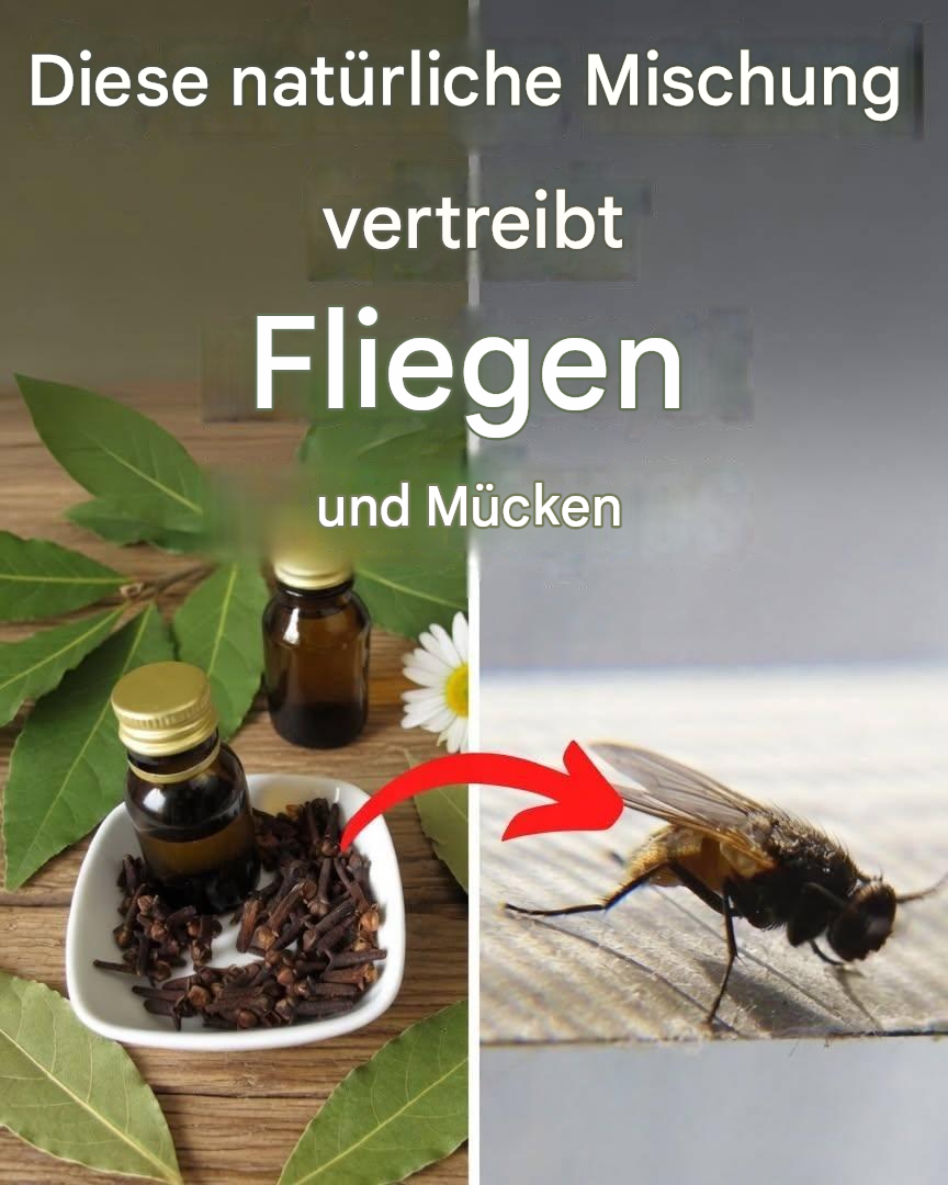 Stellen Sie das in Ihr Haus und Sie werden nie wieder Fliegen oder Mücken sehen.