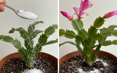 Herbstliches Erwachen: Mit einem kleinen Geheimnis neuen Lebensmut in Zimmerpflanzen zaubern