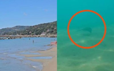 “Auf See gesichtet.” Panik an italienischen Stränden: Schwimmer verletzt.