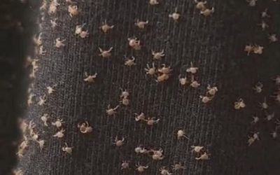 Die waren heute beim Spazierengehen überall an meinem Hosenbein – ich habe keine Ahnung, wie die da hingekommen sind. Was sind das denn?