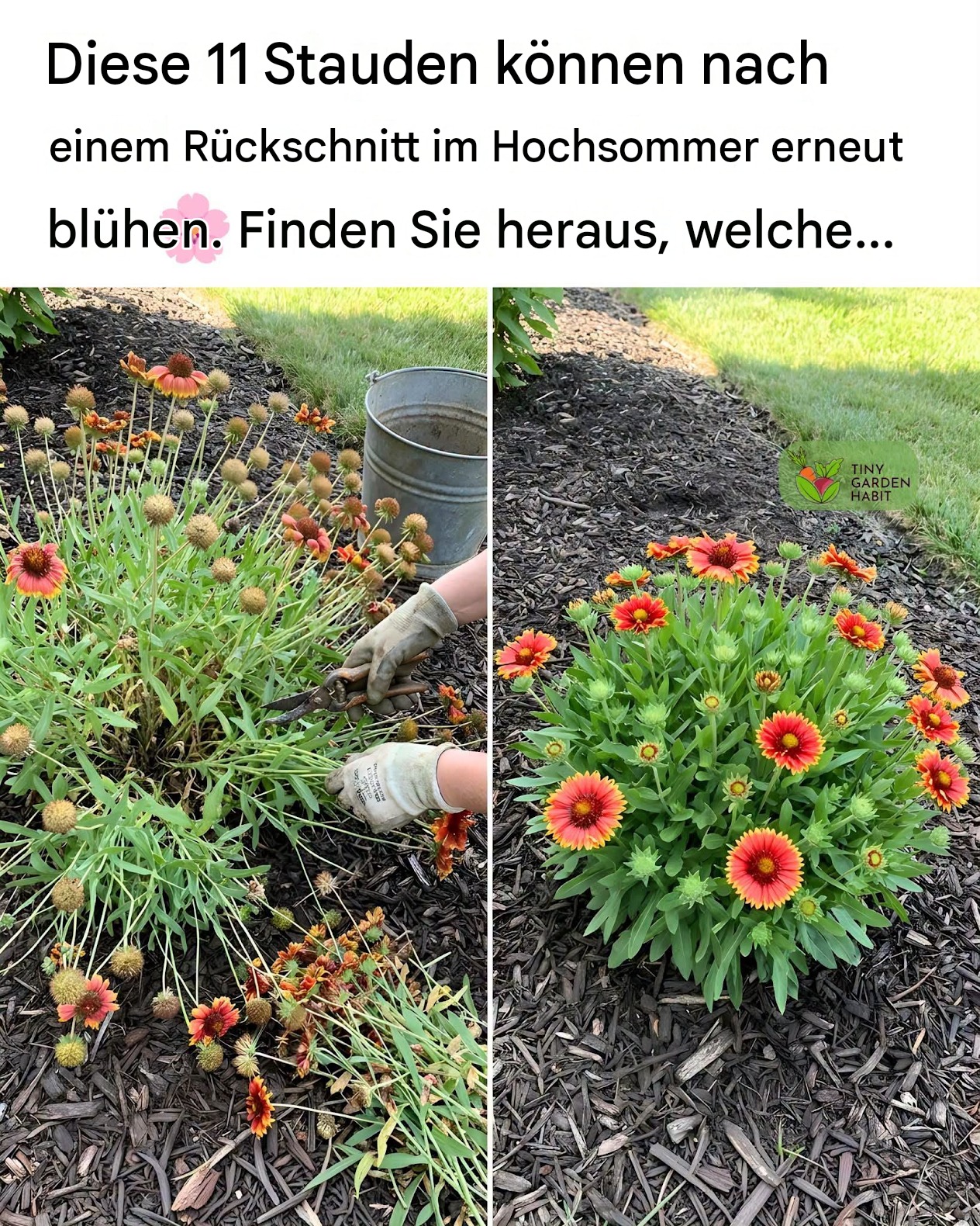 11 Stauden, die nach einem Rückschnitt im Hochsommer erneut blühen.