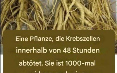 Diese Wurzel zerstört 98 % der Magen-, Darm-, Bauchspeicheldrüsen- und anderer Krebsarten
