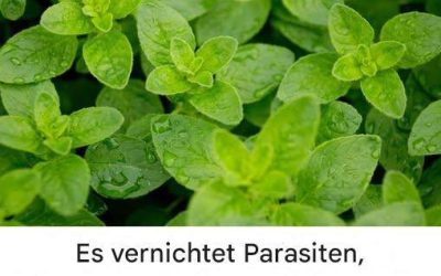 Sie ist eine der stärksten Pflanzen der Welt