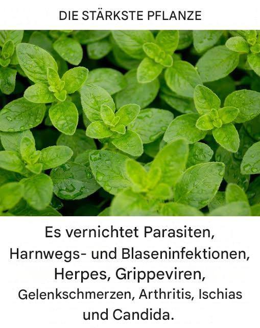 Sie ist eine der stärksten Pflanzen der Welt