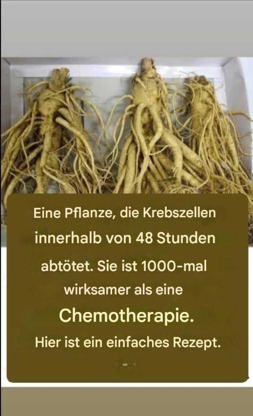 Diese Wurzel zerstört 98 % der Magen-, Darm-, Bauchspeicheldrüsen- und anderer Krebsarten