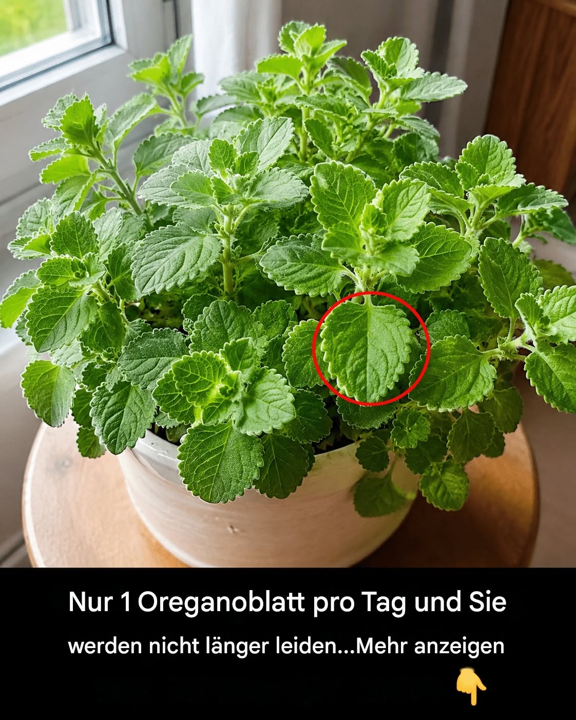 Nur 1 Oreganoblatt pro Tag und Sie werden nicht länger leiden