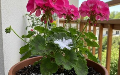 Ein einziger Löffel genügt, um eine Pflanze (egal welche) mit so vielen Blüten zum Blühen zu bringen.