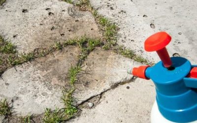 Backpulver gegen Unkraut – wie wirkt dieses alte Hausmittel?