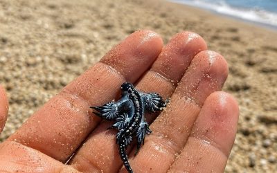 Strände gesperrt, blauer Drache im Meer entdeckt: Sein Ziel ist… Mehr…