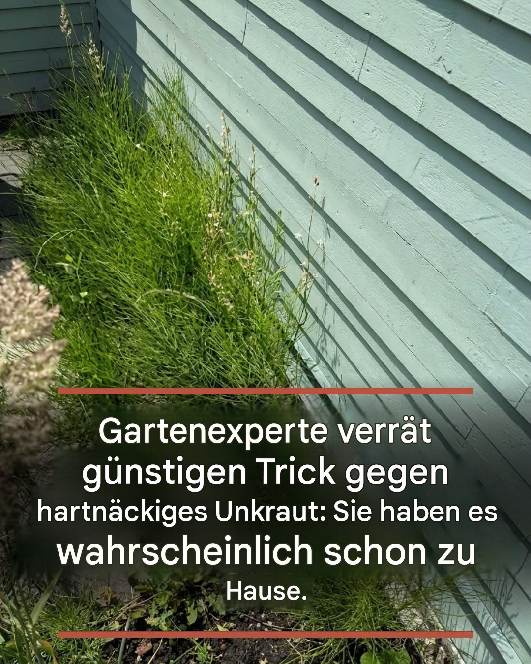 Gartenexperte verrät günstigen Trick gegen hartnäckiges Unkraut: Sie haben es wahrscheinlich schon zu Hause.