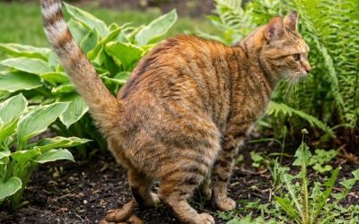 Nachbarskatzenkot in Ihrem Garten: Das sind Ihre rechtlichen Möglichkeiten