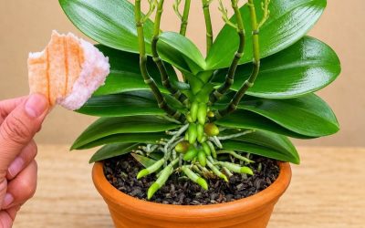 Legt man ein Stück unter eine Orchidee, wachsen 100 neue Triebe und sie blüht das ganze Jahr über!